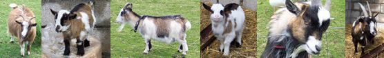 Nettlebank Pygmy Goats